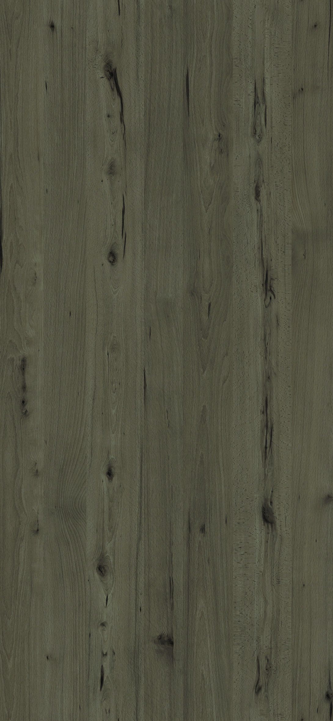 Coronet Beech